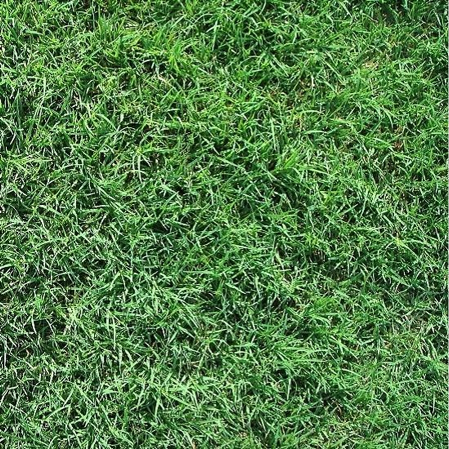 Fort Worth Grass & Stone Common Bermudagrass